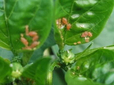 Zaštitite paprike od lisnih ušiju i bijelih mušica