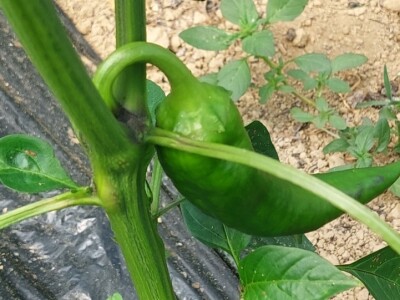 Zaštitite paprike od lisnih ušiju i bijelih mušica