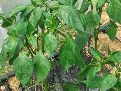 Zaštitite paprike od lisnih ušiju i bijelih mušica