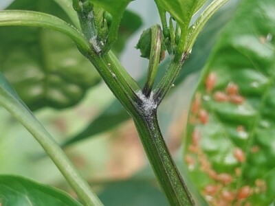 Zaštitite paprike od lisnih ušiju i bijelih mušica