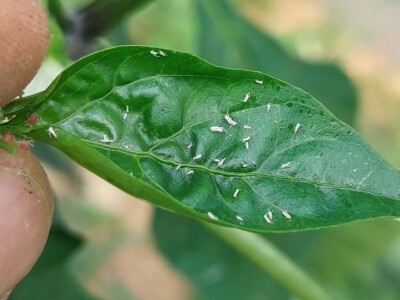 Zaštitite paprike od lisnih ušiju i bijelih mušica