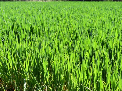 Zašto favoriziraju soju u županjskom kraju?