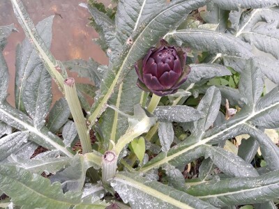 Zauzela svekrvinu teritoriju - u vrt s razlogom dovela krznene koke i patke specijalce