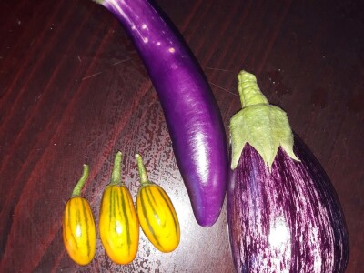 Zauzela svekrvinu teritoriju - u vrt s razlogom dovela krznene koke i patke specijalce