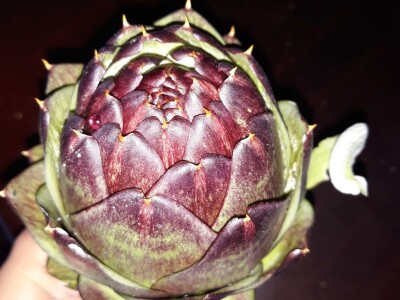 Zauzela svekrvinu teritoriju - u vrt s razlogom dovela krznene koke i patke specijalce