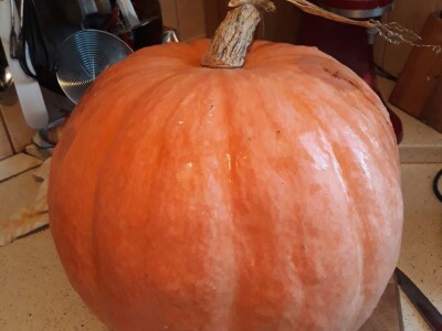 Zauzela svekrvinu teritoriju - u vrt s razlogom dovela krznene koke i patke specijalce