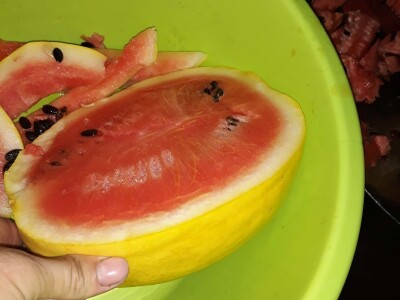 Zauzela svekrvinu teritoriju - u vrt s razlogom dovela krznene koke i patke specijalce