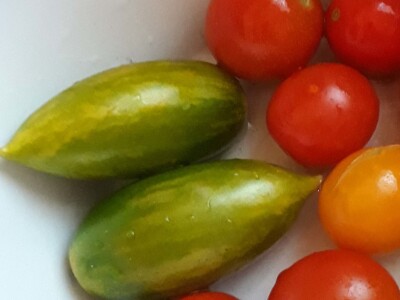 Zauzela svekrvinu teritoriju - u vrt s razlogom dovela krznene koke i patke specijalce