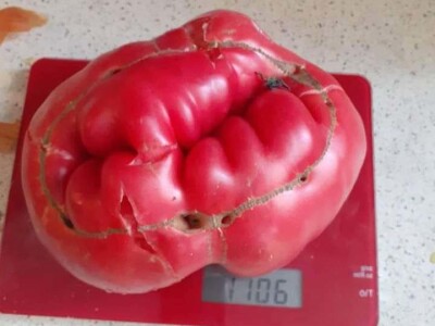 Zauzela svekrvinu teritoriju - u vrt s razlogom dovela krznene koke i patke specijalce