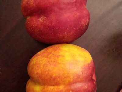 Zauzela svekrvinu teritoriju - u vrt s razlogom dovela krznene koke i patke specijalce