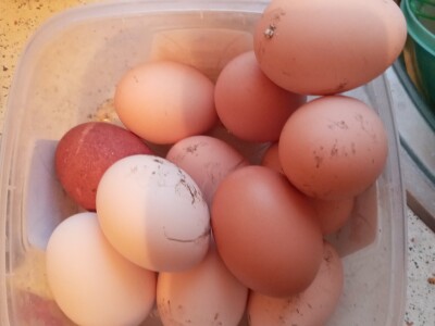 Zauzela svekrvinu teritoriju - u vrt s razlogom dovela krznene koke i patke specijalce