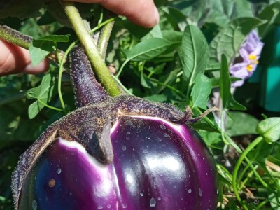 Zauzela svekrvinu teritoriju - u vrt s razlogom dovela krznene koke i patke specijalce