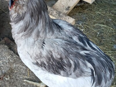 Zauzela svekrvinu teritoriju - u vrt s razlogom dovela krznene koke i patke specijalce