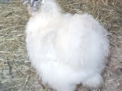 Zauzela svekrvinu teritoriju - u vrt s razlogom dovela krznene koke i patke specijalce