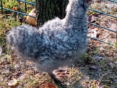 Zauzela svekrvinu teritoriju - u vrt s razlogom dovela krznene koke i patke specijalce