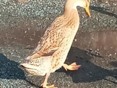 Zauzela svekrvinu teritoriju - u vrt s razlogom dovela krznene koke i patke specijalce