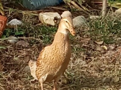 Zauzela svekrvinu teritoriju - u vrt s razlogom dovela krznene koke i patke specijalce