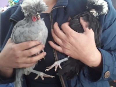 Zauzela svekrvinu teritoriju - u vrt s razlogom dovela krznene koke i patke specijalce