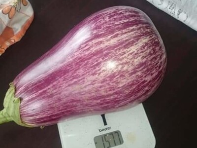 Zauzela svekrvinu teritoriju - u vrt s razlogom dovela krznene koke i patke specijalce