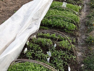 Zauzela svekrvinu teritoriju - u vrt s razlogom dovela krznene koke i patke specijalce