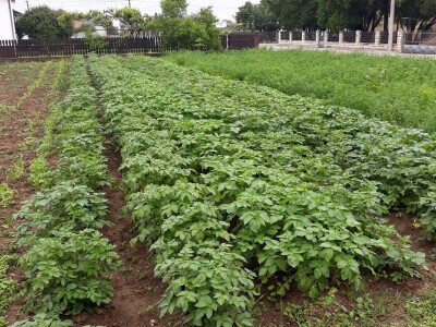 Zauzela svekrvinu teritoriju - u vrt s razlogom dovela krznene koke i patke specijalce