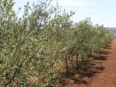 Masline u Kaštel Štafiliću