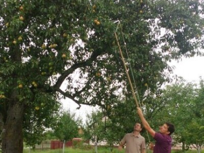 Skidanje plemki sa starih sorti voća