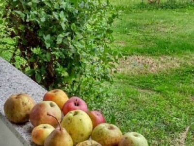 Neke stare sorte jabuka i krušaka