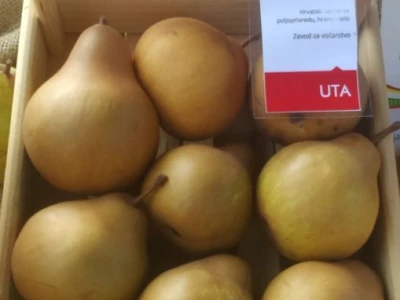 Uta - introducirana nova sorta kruške