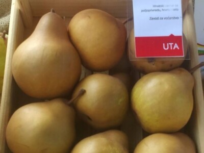 Uta - introducirana nova sorta kruške