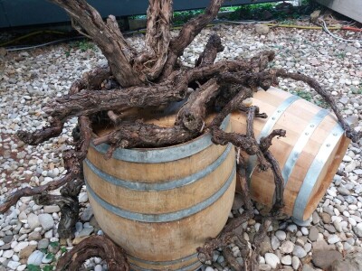 Zavod za vino Zavod za vino