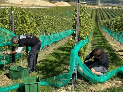 Berba grožđa u vinogradu "Knebu" na 965 mnv