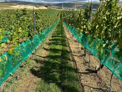 ZAVRŠENA BERBA GROŽĐA U TOMISLAVGRADU NA 965 M N/V