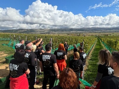 ZAVRŠENA BERBA GROŽĐA U TOMISLAVGRADU NA 965 M N/V