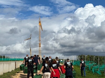 ZAVRŠENA BERBA GROŽĐA U TOMISLAVGRADU NA 965 M N/V