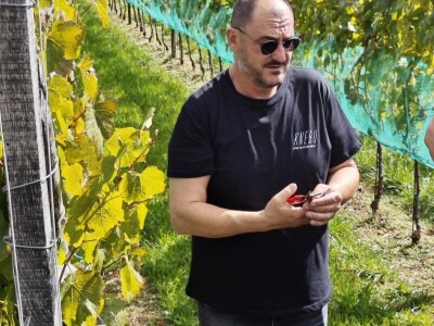 ZAVRŠENA BERBA GROŽĐA U TOMISLAVGRADU NA 965 M N/V