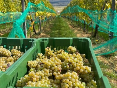 Berba grožđa u vinogradu "Knebu" na 965 mnv