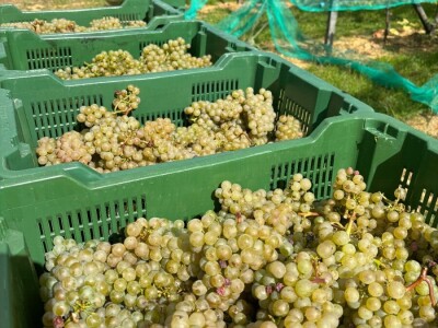 ZAVRŠENA BERBA GROŽĐA U TOMISLAVGRADU NA 965 M N/V