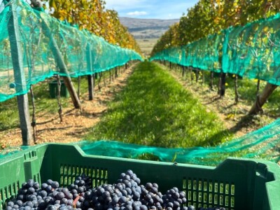 ZAVRŠENA BERBA GROŽĐA U TOMISLAVGRADU NA 965 M N/V