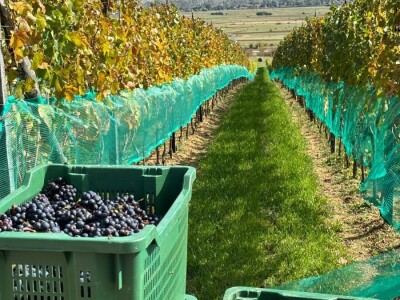 ZAVRŠENA BERBA GROŽĐA U TOMISLAVGRADU NA 965 M N/V