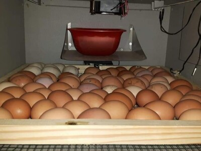 Zbog kćerke Marise smo se okrenuli poljoprivredi i nismo se pokajali