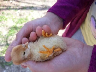 Zbog kćerke Marise smo se okrenuli poljoprivredi i nismo se pokajali