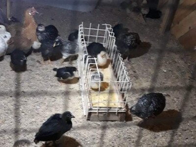 Zbog kćerke Marise smo se okrenuli poljoprivredi i nismo se pokajali