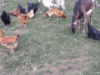 Zbog kćerke Marise smo se okrenuli poljoprivredi i nismo se pokajali