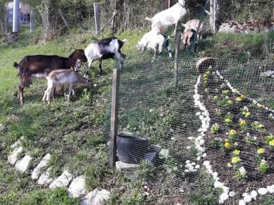 Zbog kćerke Marise smo se okrenuli poljoprivredi i nismo se pokajali