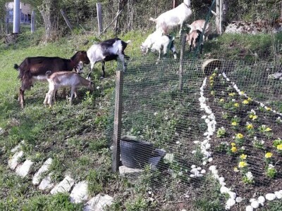 Zbog kćerke Marise smo se okrenuli poljoprivredi i nismo se pokajali