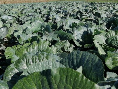 Zbog suše će prinos zelja ove godine biti 40 posto manji od prosjeka