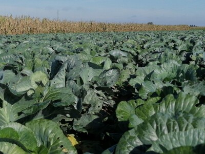 Zbog suše će prinos zelja ove godine biti 40 posto manji od prosjeka