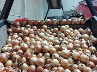 Zbog suše će prinos zelja ove godine biti 40 posto manji od prosjeka