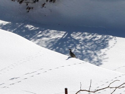 Zbog visokog snijega, divljač u opasnosti